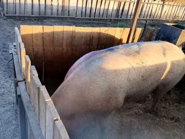 Säue, Schweine