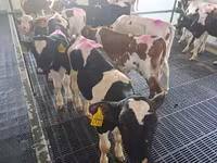 Bika, Russian Black pied cattle — 3. fotó