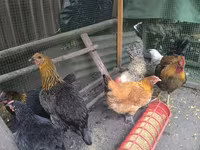 Chickens — 3. fotó