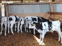 Bulle, Russian Black pied cattle — Foto 2