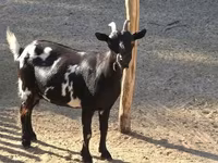 母山羊, Nigerian dwarf goats — 照片 2