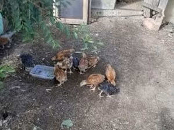 Chickens