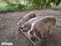 Kan, Sertések — 2. fotó