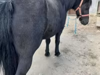 母马, Horses — 照片 4