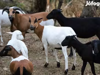 Juh, Cameroon sheep — 1. fotó