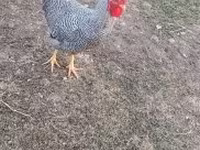 Chickens — foto 2