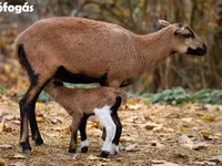 Juh, Cameroon sheep — 5. fotó