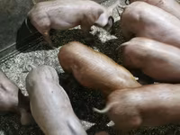 Boar, Pigs — photo 4