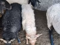 كبش, Tsigai sheep — الصورة 1