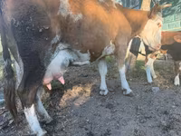 Kuh, Simmental cattle — Foto 2
