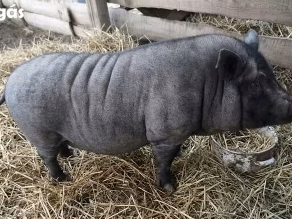 Boar,  — Hungary