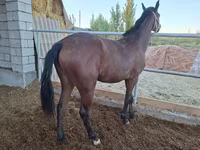 Klisna, Kazakh horse — foto 5