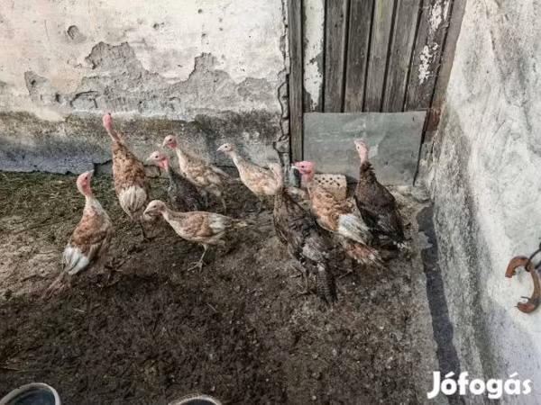 Turkeys — Magyarország