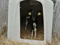 Vaca, Raza Holstein — foto 3