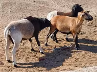 Oveja, Cameroon sheep — foto 3