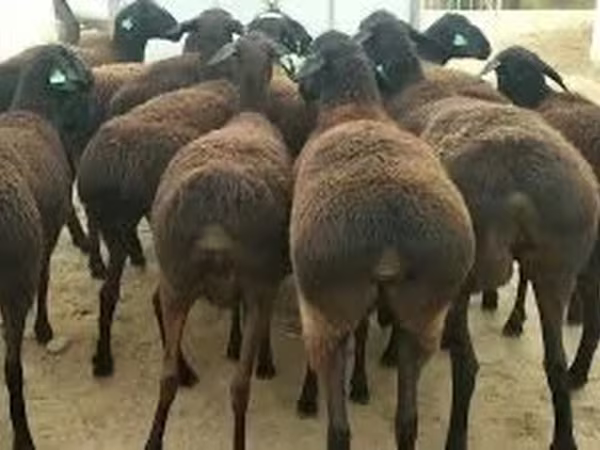 Qoç, Qoyunlar