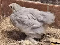 Pekin-Zwerg — Foto 1