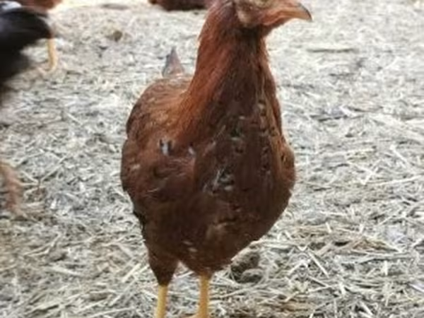 Chickens