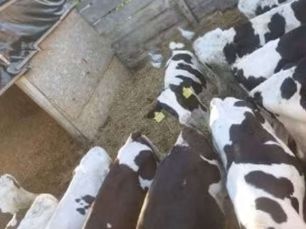 Bull, Russian Black pied cattle — Hungary