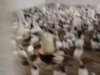 Chickens — zdjęcie 4