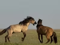 Horse (M), Bashkir horse — photo 3