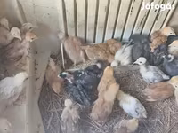 Chickens — photo 3
