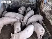Boar, Pigs — photo 2