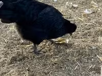 Chickens — फ़ोटो 3