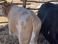 ثور, Simmental cattle — الصورة 2