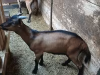 Bak, Alpine goat — 6. fotó