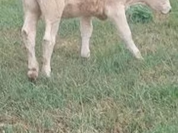 Tehén, Charolais cattle — Magyarország