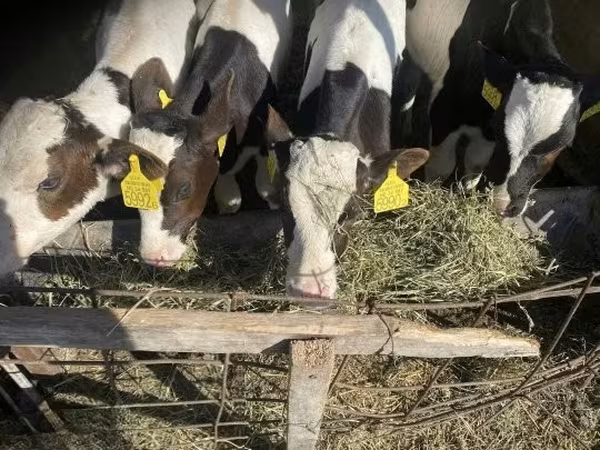 公牛, Simmental cattle