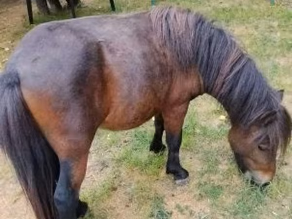 Hing, Shetland Pony