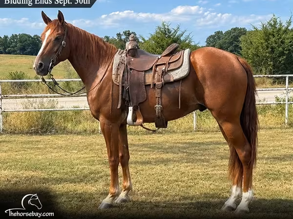 घोड़ा, Missouri foxtrotter