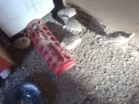 Quails — photo 1