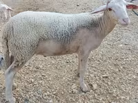 公羊, Luzein sheep — 照片 2