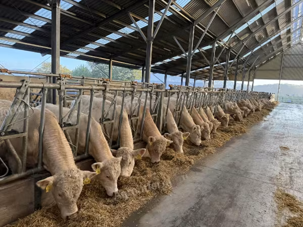 Buğa, Charolais cattle