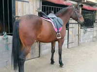 母马, Hungarian horse breed — 照片 4