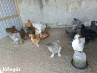 婆罗门鸡 — 照片 3