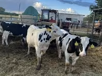 Bulle, Holstein-Rasse — Foto 4