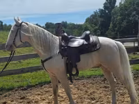 Hengst, Kentucky mountain daddle horse — Foto 8