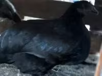 Chickens — 2. fotó