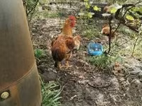 Chickens — 3-сурет