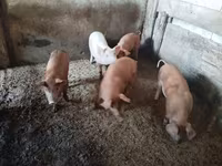 Sow, Pigs — photo 4