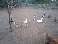 Ducks — फ़ोटो 7