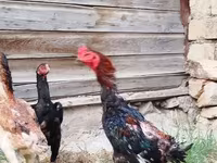 长门鸡 — 照片 1