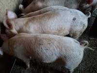 猪（批次，未指定性别）, Pigs — 照片 1