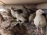 Quails — Foto 4
