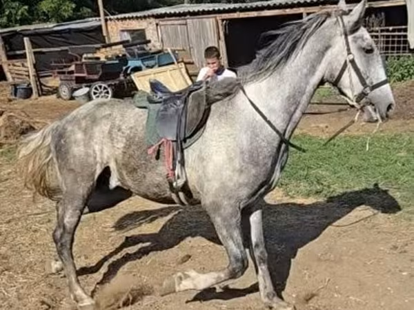 Hing, Lipizzaner