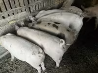 公猪 — 照片 2